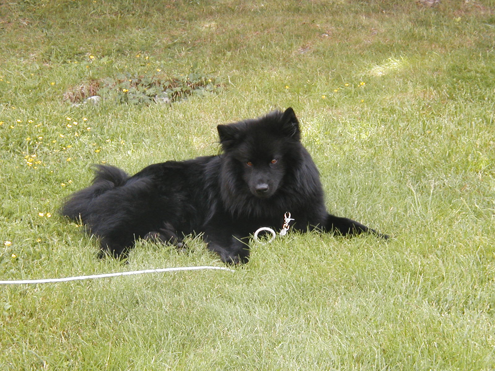 lapphund6.jpg