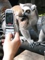 lemur_phone.jpg