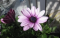purple_flower.jpg