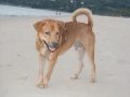 strandhund2.jpg