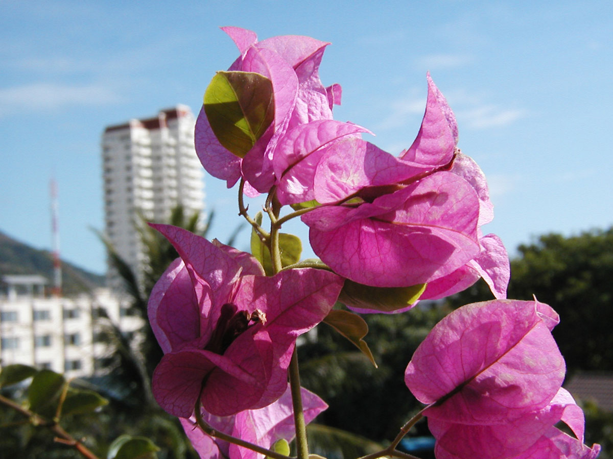 thaiblommor.jpg